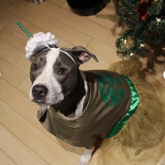 new Dog Halloween costume coffee starbucks headpiece whip cream Frappuccino - Picture 5 of 10
